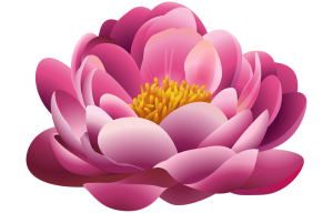 a pink peony